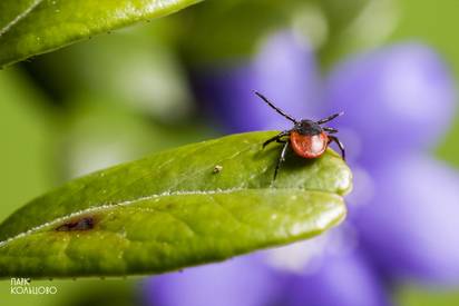 Сезон клещей